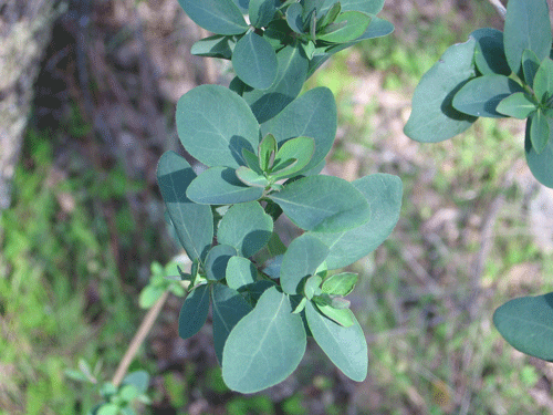 Lonicera subspicata var. denudata