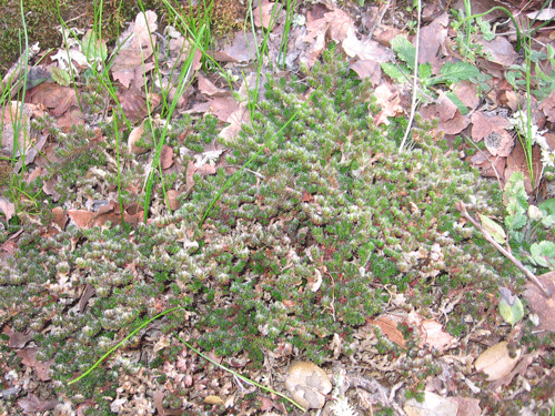Selaginella hansenii